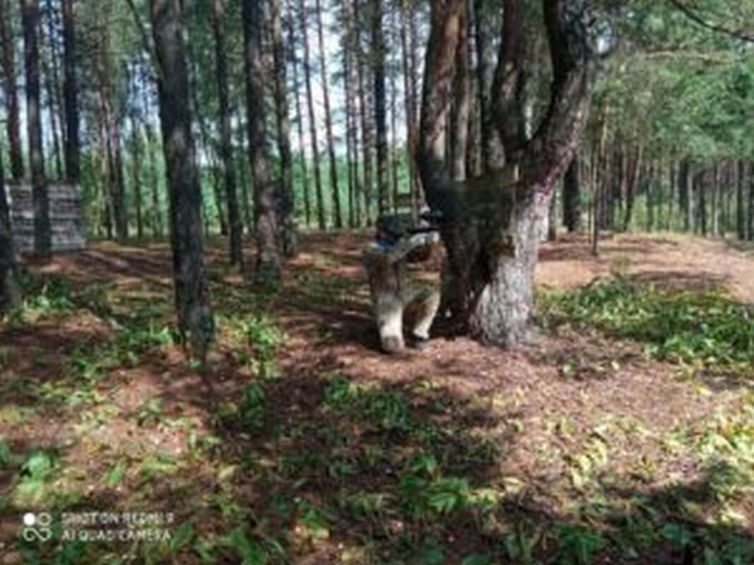 Gracz paintballa w maskowaniu kryjący się za drzewem na leśnym polu gry, przykład historii paintballa w akcji.